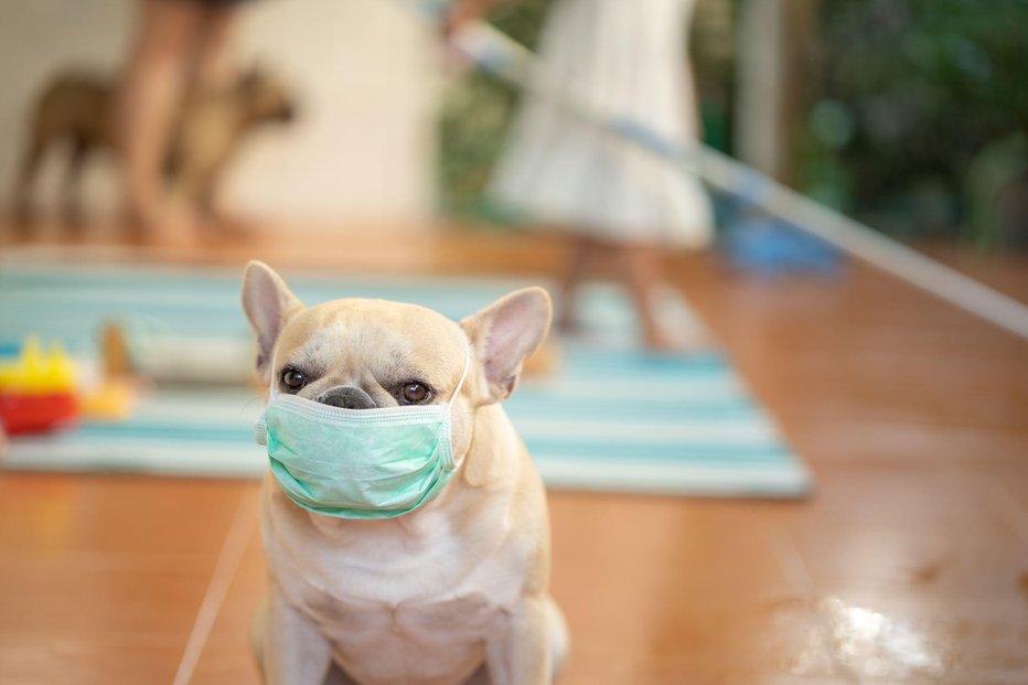 Fotografija: V času širjenja okužbe s koronavirusom moramo s hišnimi ljubljenčki ravnati še posebej previdno. FOTO: Shutterstock