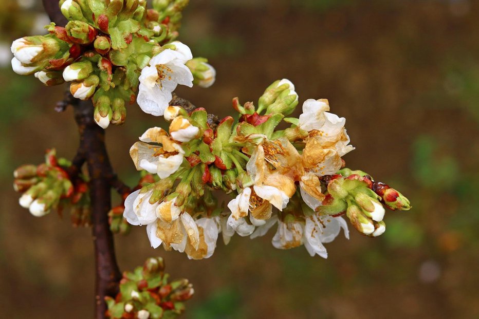 Fotografija: Pozeba lahko prizadene tudi pridelek češenj, saj prve že cvetijo. FOTO: Shutterstock