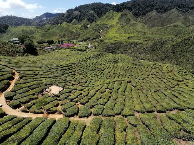 Na čajnih poljih v Maleziji FOTOgrafije: Osebni arhiv