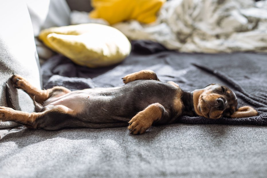 Fotografija: Je kljub psu vseeno moč živeti v čistem domu? FOTO: Shutterstock