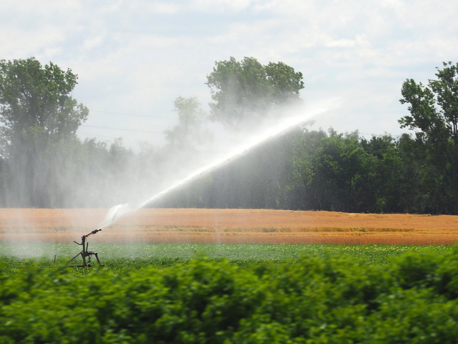 Fotografija: Suša je motila razvoj zgodnjih zelenjadnic, ki jih je bilo treba zalivati. FOTO: Guliver/Getty Images