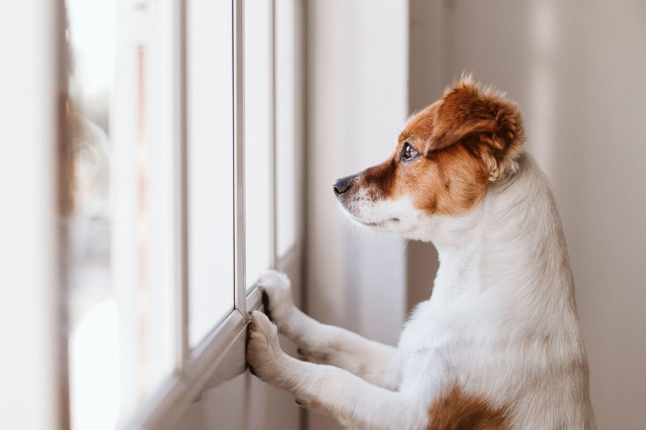 Fotografija: Zaradi ločitvene stiske se bodo psi najbrž lotili kakšnega kosa pohištva ali z neprestanim lajanjem ob živce spravljali sosede. FOTO: Shutterstock