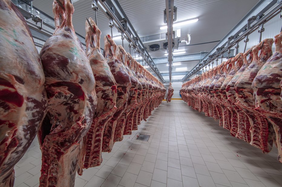 Fotografija: Klavnice bi morale odkupiti živali, država bi morala povečati blagovne rezerve mesa. FOTO: Guliver/Getty Images