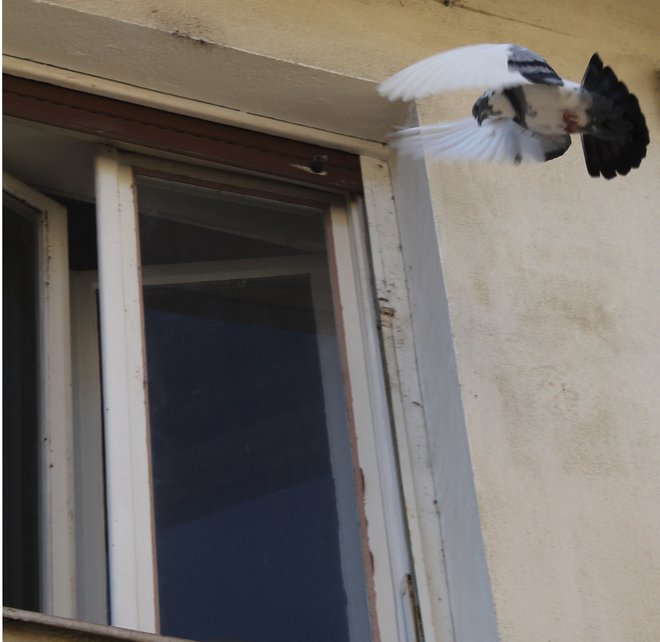 Leteče podgane prihajajo skozi odprta okna.