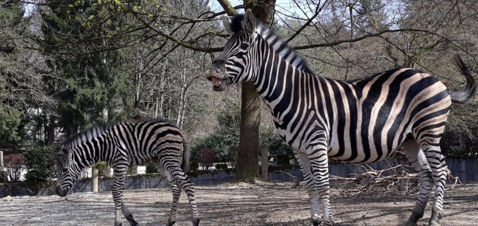 Fotografija: V ljubljanskem živalskem se je skotila zebra Saana. FOTO: Zoo Ljubljana