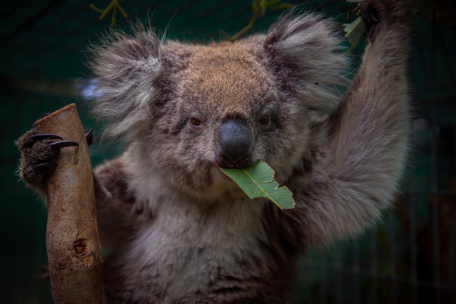 Fotografija: V požarih poškodovane koale po zdravljenju počasi vračajo v njihovo naravno okolje. Foto: Guliver/Getty Images