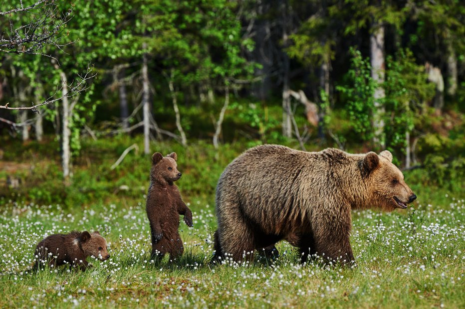 Fotografija: Medvedka z mladiči. Fotografija je simbolična.  FOTO: Getty Images/istockphoto