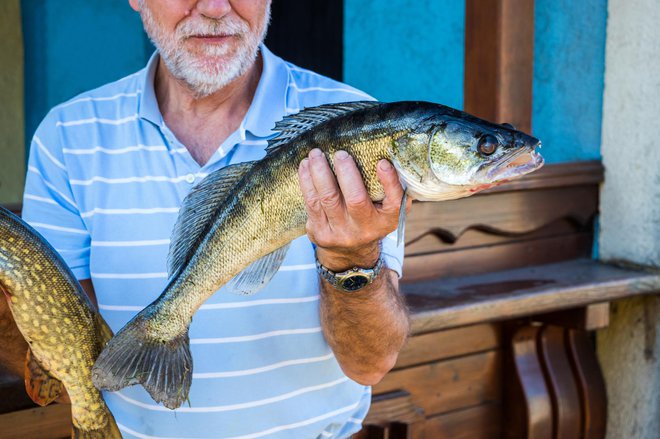 Med ribiči in poznavalci velja smuč za eno najbolj kakovostnih sladkovodnih izbir.