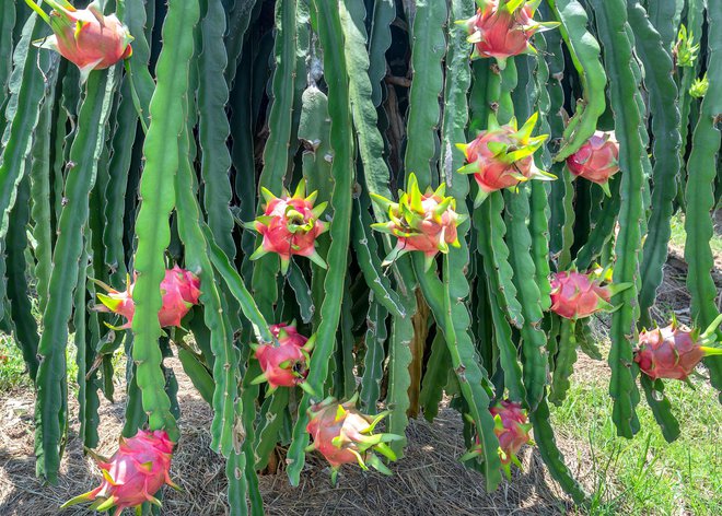Atraktivni plodovi rastejo na kaktusih. FOTO: Guliver/Getty Images