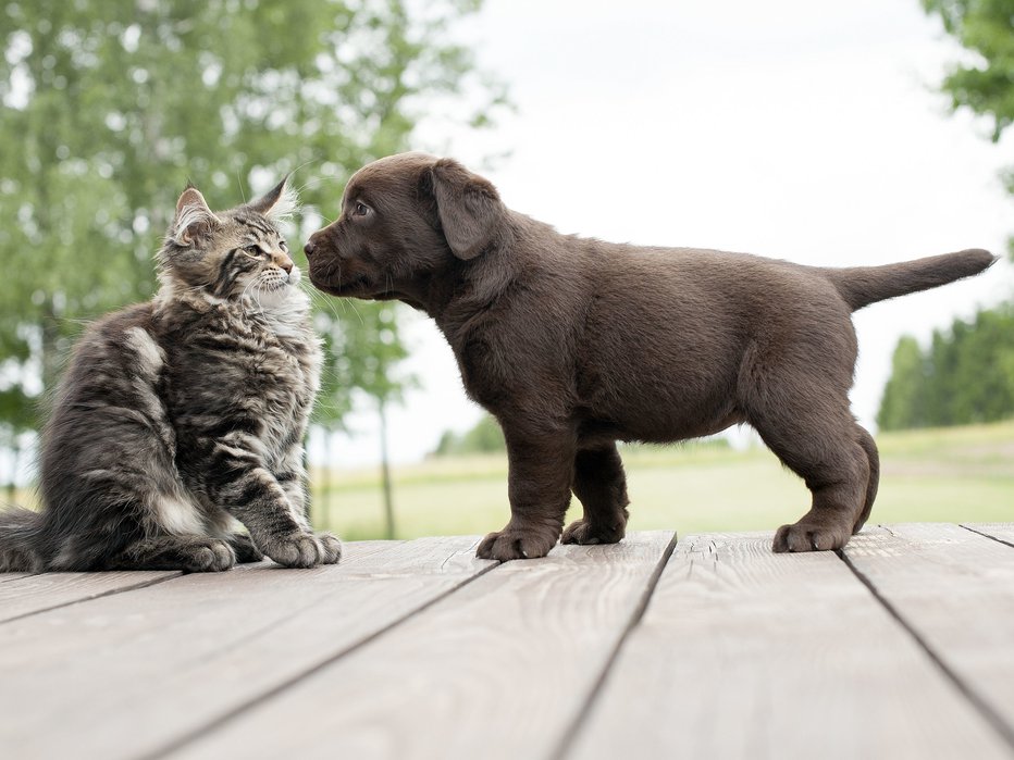 Fotografija: Skrb za mačjega ali pasjega mladička ni preprosta. Zahteva precej predanosti, ki pa se bo kasneje zagotovo obrestovala. FOTO: Shutterstock