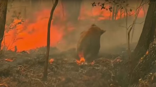 Avstralija požar. FOTO: Youtube