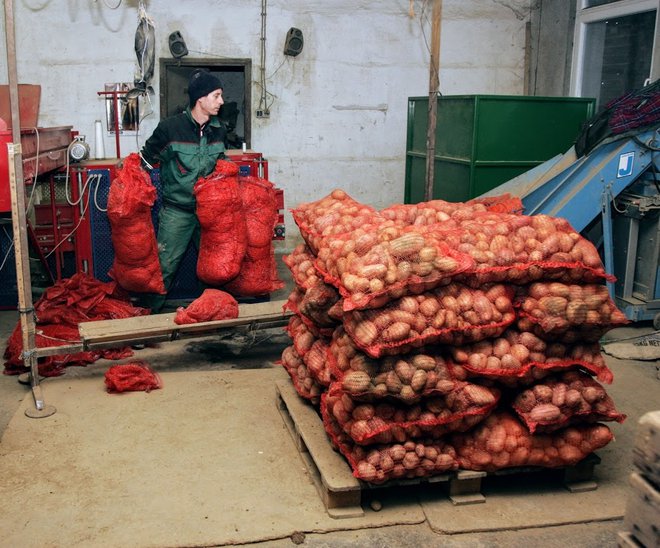 Na leto moramo uvoziti 100.000 ton krompirja.
