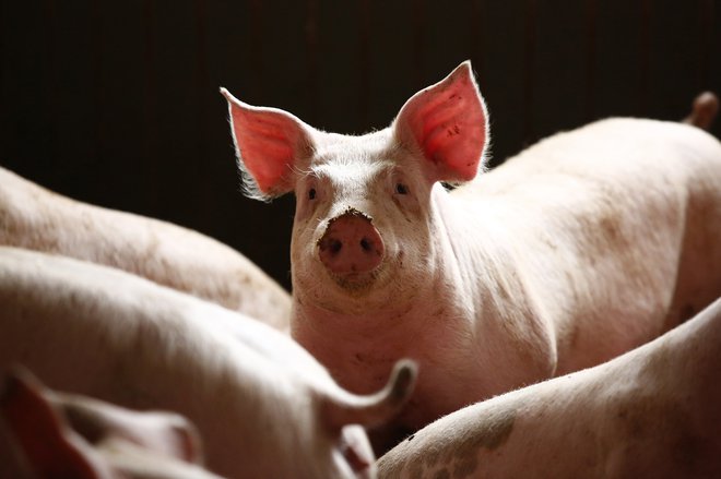 Uvoz svinjine je po mnenju strokovnjakov prevelik. FOTO: Reuters