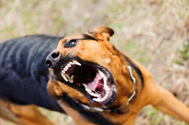 Proti lastniku psov bodo ukrepali. FOTO: Guliver/Getty Images
