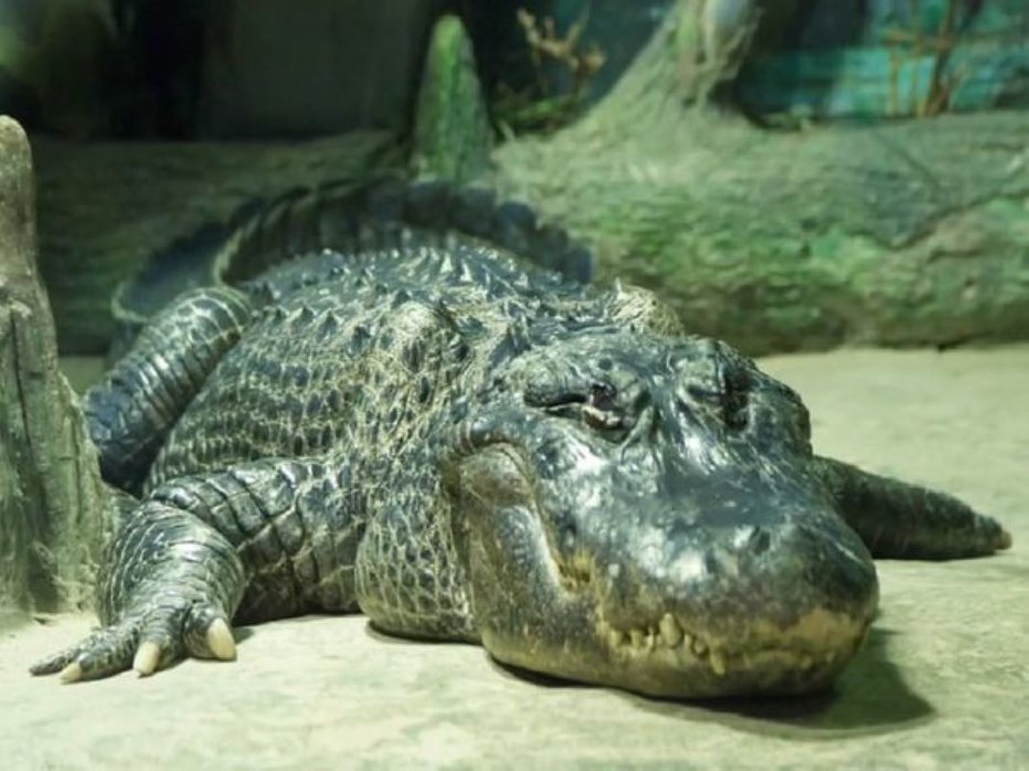 Fotografija: Morda je bil najstarejši aligator na svetu. FOTOGRAFIJI: Twitter
