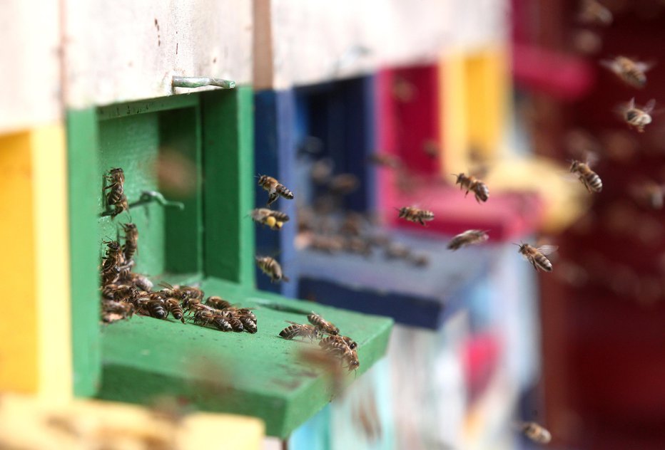 Fotografija: Veter ovira čebele pri letenju. FOTO: DEJAN JAVORNIK