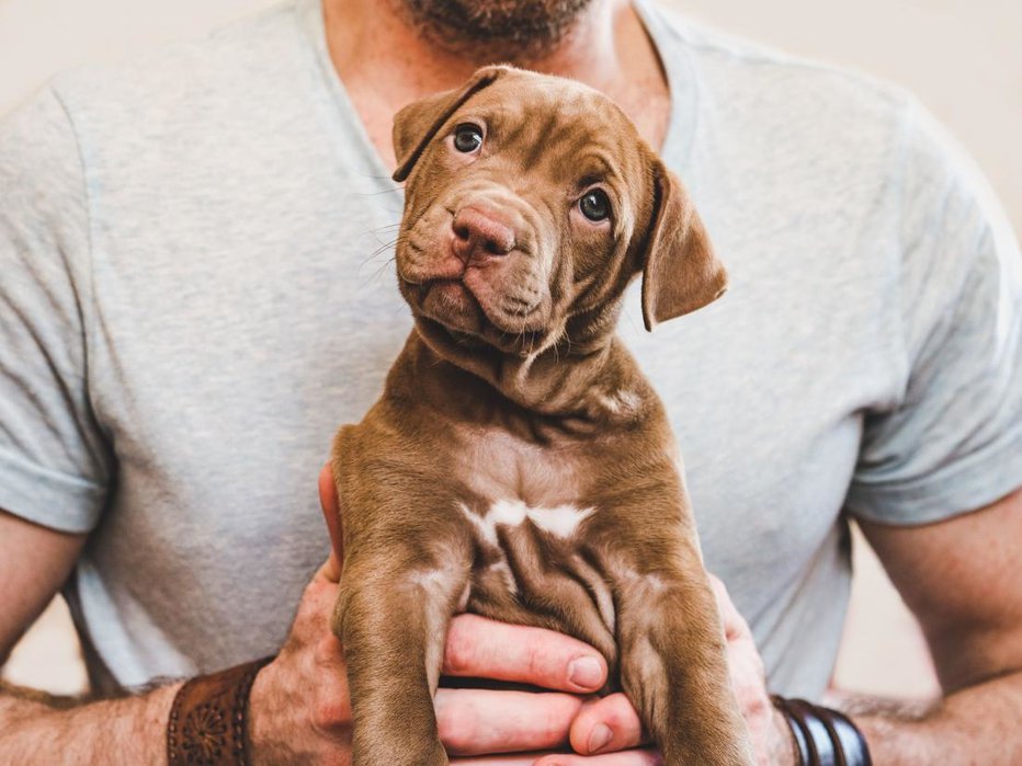 Fotografija: Pasjega mladička čim prej začnite socializirati. FOTO: Shutterstock