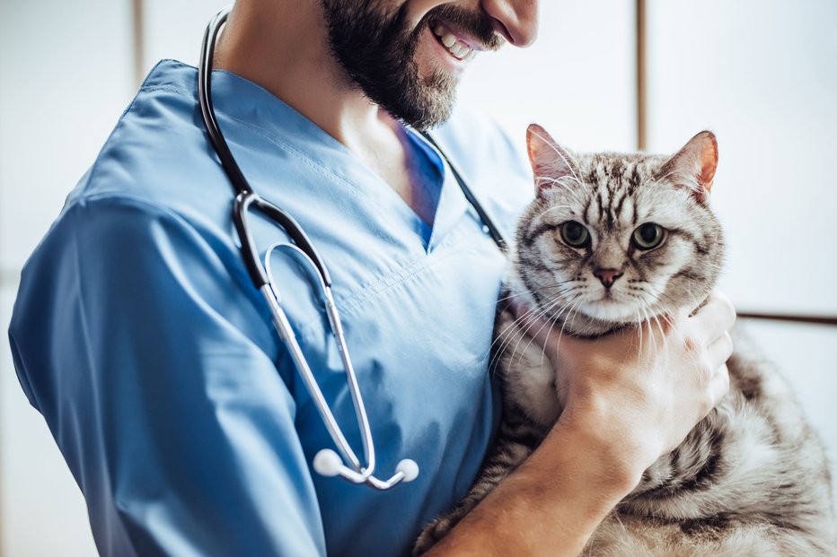 Fotografija: V času epidemije se za zaposlene v veterinarskih ambulantah ni bistveno spremenil načina dela. FOTO: Shutterstock