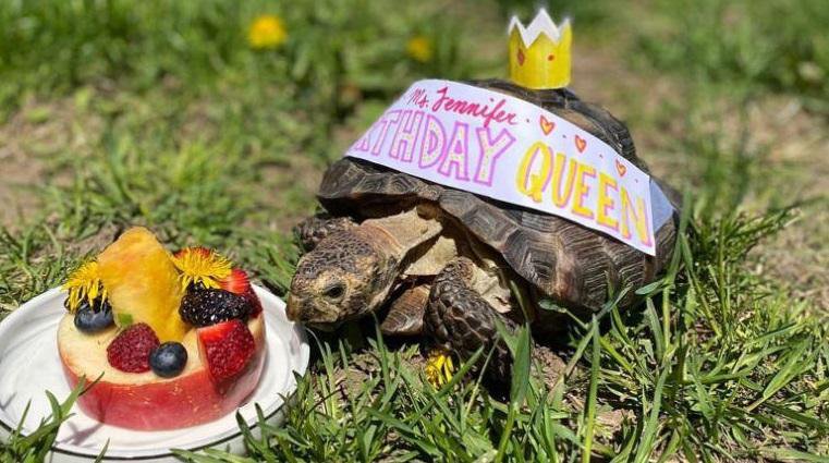 Fotografija: Zabava za želvjo kraljico. FOTO: Facebook