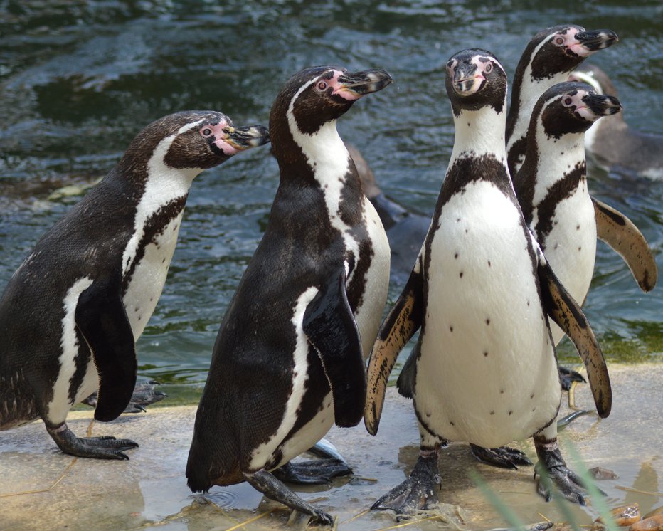 Fotografija: Pingvini iz živalskega vrta v Kansas Cityju so pred dnevi obiskali galerijo Nelson-Atkins Museum of Art. FOTO: Zzuzu/Shutterstock