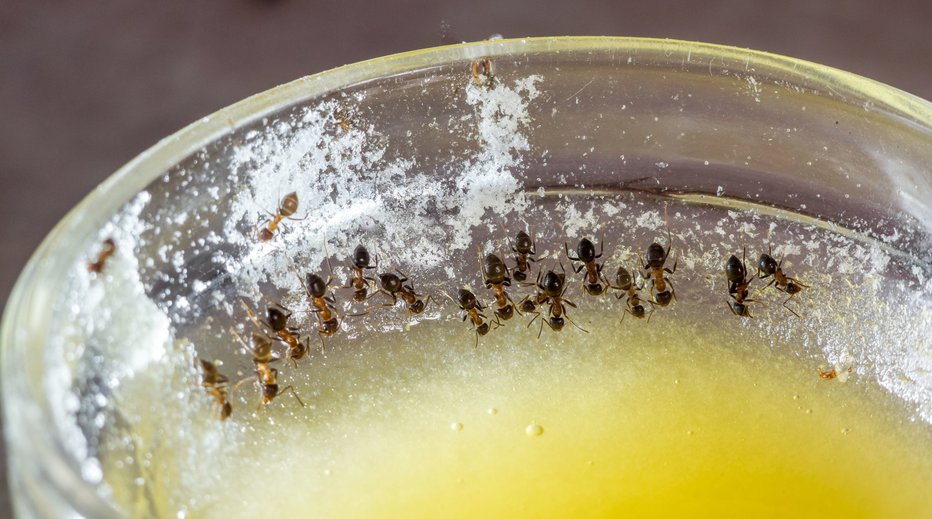 Fotografija: Mravlje so naravni čistilci, a ko jih kot vojake, poravnane v ravno linijo, opazite v svoji kuhinji, vam hitro postane vseeno, kako nujne so za okolje. FOTO: SunnyToys/Shutterstock