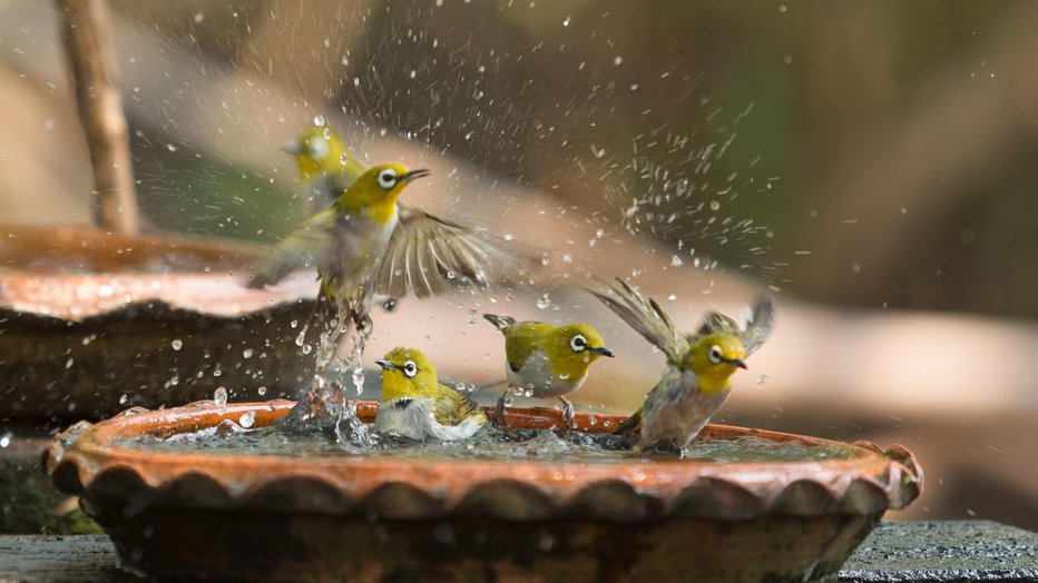 Fotografija: Ptice so v vrtu zelo koristne, in če bomo poskrbeli zanje, bodo tudi one za nas. FOTOGRAFIJE: Getty Images