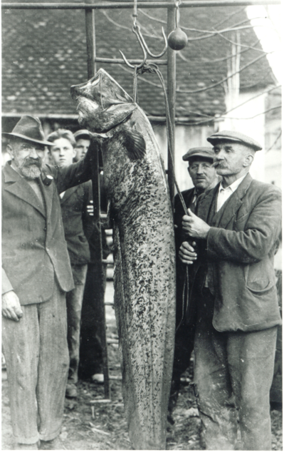 Jože Medven (levo), desno njegov sin in Malenški Pepi z največjim somom, ki so ga ulovili na Krki, težak je bil 74 kilogramov. Vir: Sandi Medven