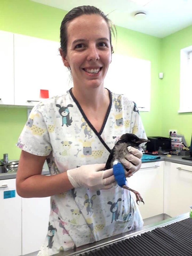 Dr. Anja Rajšp je oskrbela mlado vrano z zlomljeno nogico. FOTO: VETERINARSKI CENTER PIKA