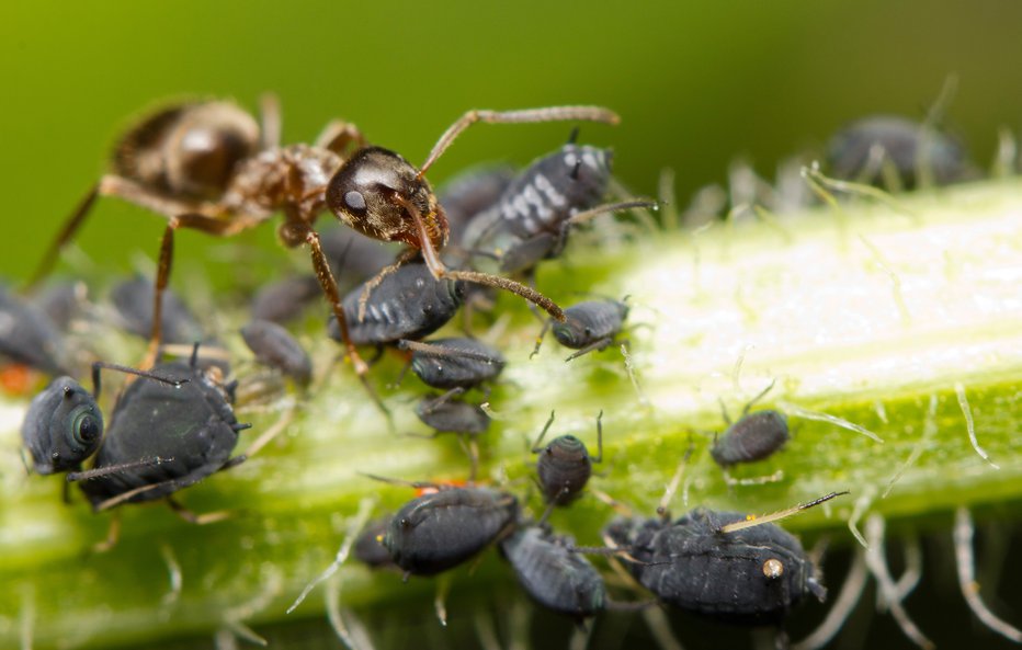 Fotografija: Uši in mravlje – družice v vrtu. FOTO: Corlaffra/Shutterstock