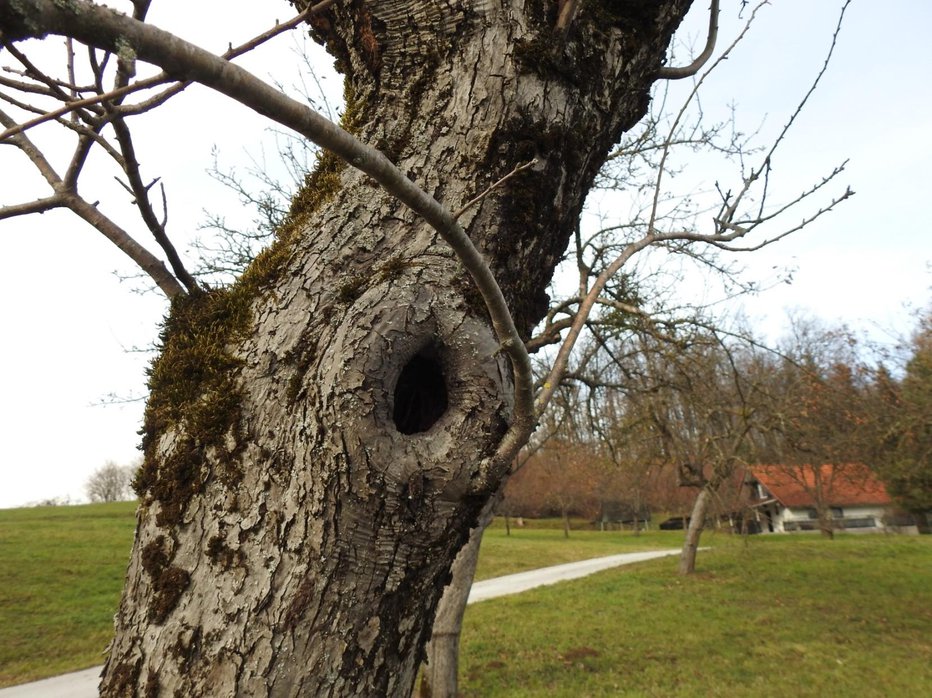 Fotografija: Staro sadno drevo z duplom FOTOGRAFIJE: Kozjanski park