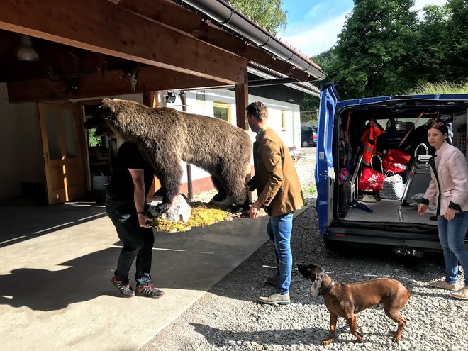 Medved je bil v tretjem letu starosti in je tehtal okoli sto kilogramov. FOTO: Jaroslav Jankovič
