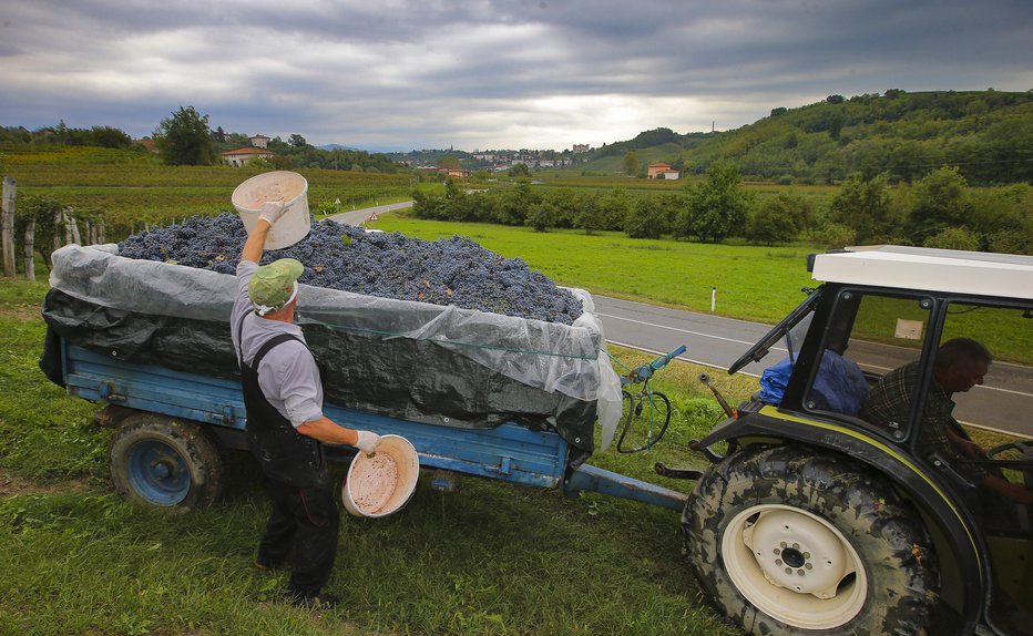 Fotografija: Kam s tonami grozdja, se sprašujejo pridelovalci. FOTO: Jože Suhadolnik