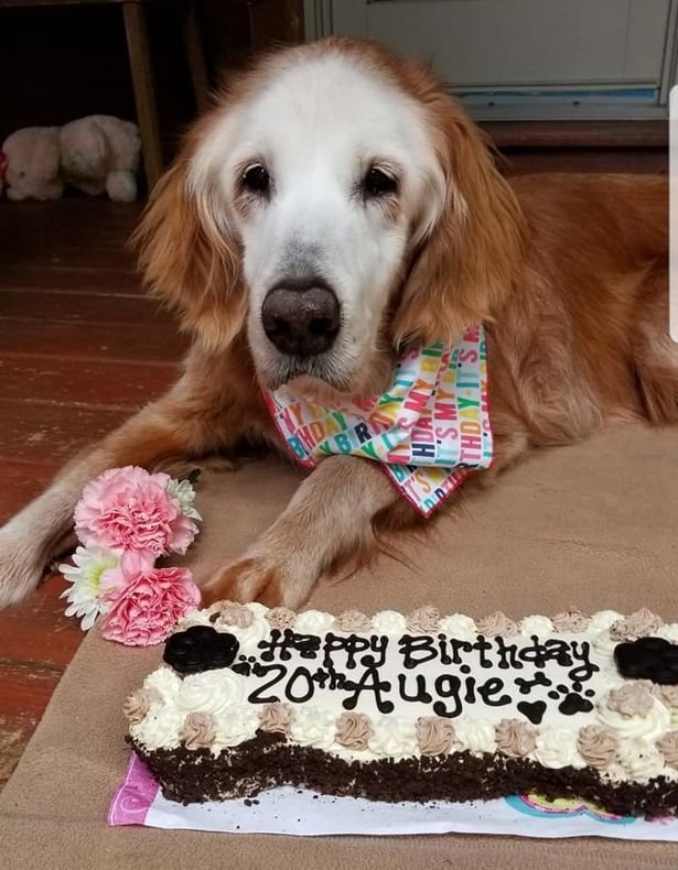 Fotografija: Augie se je za rojstni dan posladkala s torto.