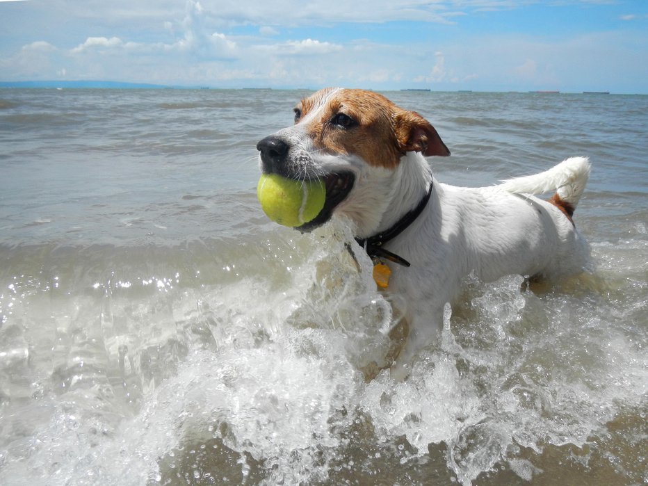 Fotografija: Da bo oddih tako nam kot pasjemu prijatelju v užitek, se pred odhodom dobro pripravimo. FOTO: Andreinanc/Getty Images