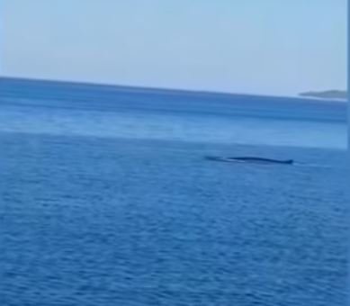 Fotografija: Pri Pelješcu so opazili brazdastega kita. FOTO: Youtube