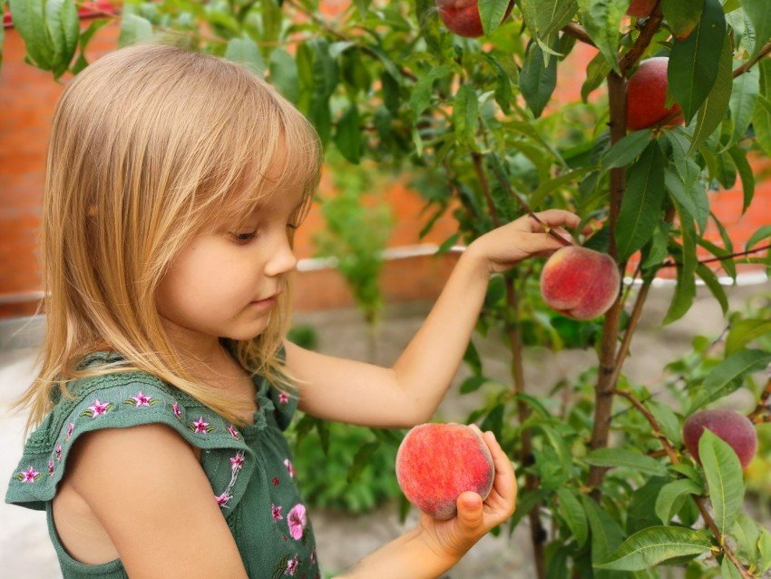 Fotografija: Obiranju marelic, malin, ameriških borovnic, breskev in prvih jabolk se pridružujejo tudi zelena dela v domačem sadnem vrtu. FOTO: Alya_Ro/Shutterstock