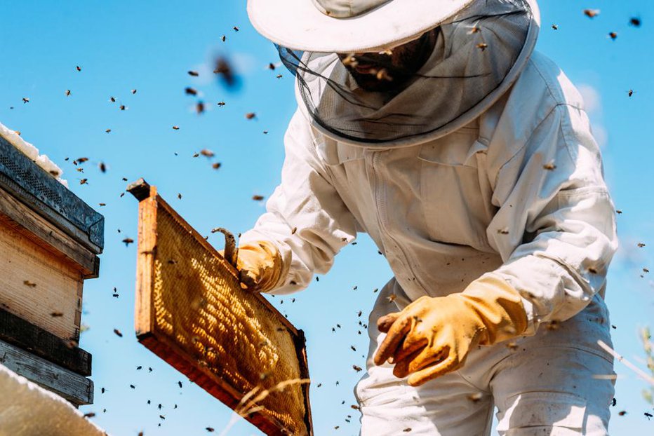 Fotografija: Nad čebelarstvom se vse pogosteje navdušujejo tudi slavni. FOTO: Santypan/Shutterstock