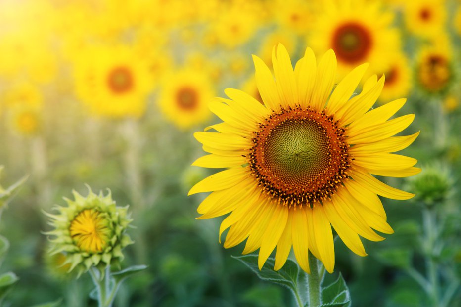 Fotografija: Najbolje jo prenašajo sončnice. FOTO: Guliver/getty Images