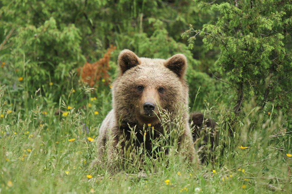 Fotografija: Kočevsko je dom rjavega medveda. Foto: Janez Papež