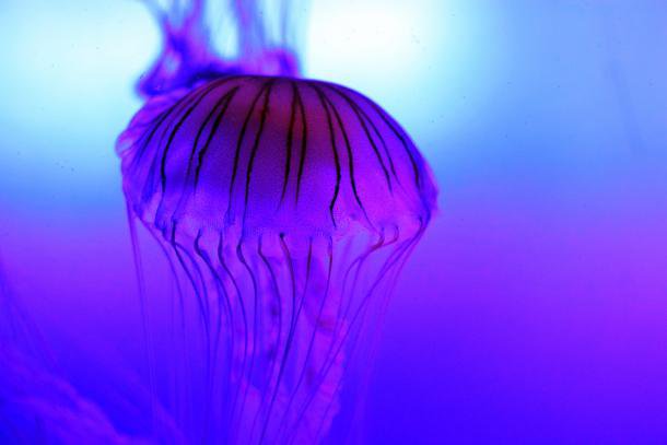 Fotografija: Mesto, kjer vas je ožgala meduza, spirajte s slano vodo. FOTO: Shutterstock