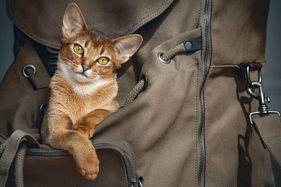 Fotografija: Veterinarji potovanj z mački sicer ne odsvetujejo, pojasnijo pa, če ni nujno, da jih vzamete s sabo, je bolje, da jih pustite doma. FOTO: Volodymyr Goinyk, Shutterstock