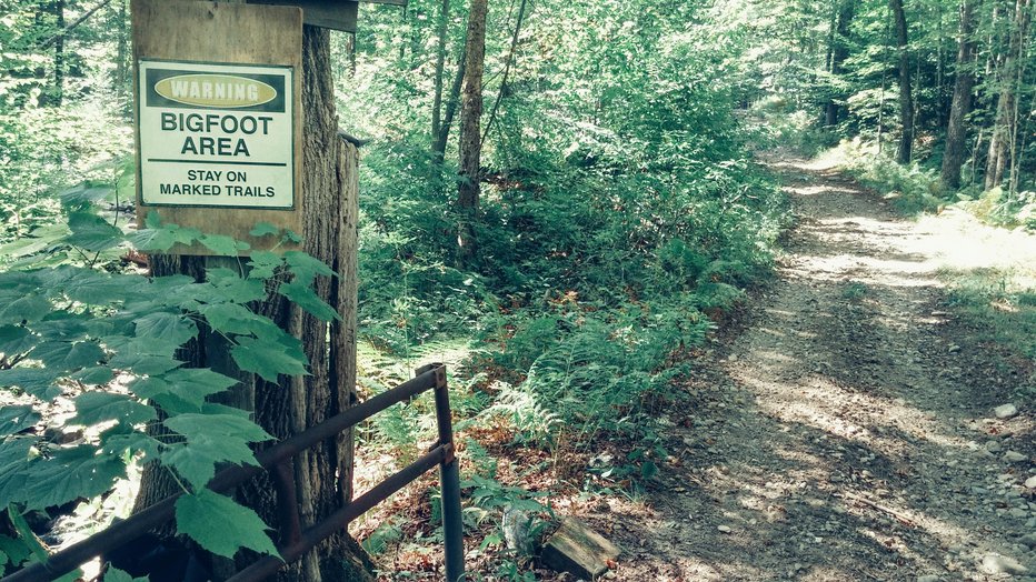 Fotografija: V gozdu v ameriški zvezni državi Vermont pohodnike pričaka opozorilo, da se na tem območju zadržuje bigfoot. FOTO: Katiedobies/getty Images