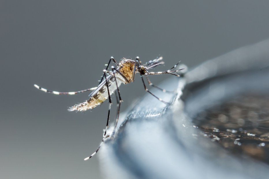 Fotografija: Možnosti, da dobimo boreliozo tudi, kadar nas piči komar, ni. FOTO: Shutterstock