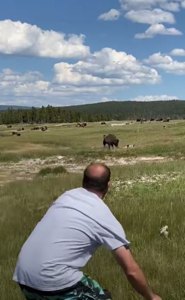 Fotografija: Napad bizona v ZDA. FOTO: zaslonska slika