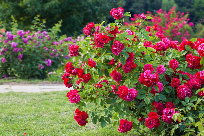 Vrtnice so med najbolj priljubljenimi okrasnimi rastlinami pri nas. FOTO: GETTY IMAGES