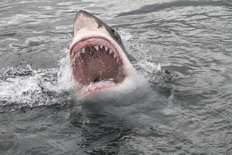 Fotografija: Napadi morskih psov na severu ZDA so redki, saj imajo raje toplo vodo. FOTO: Peter_nile Getty Images/istockphoto