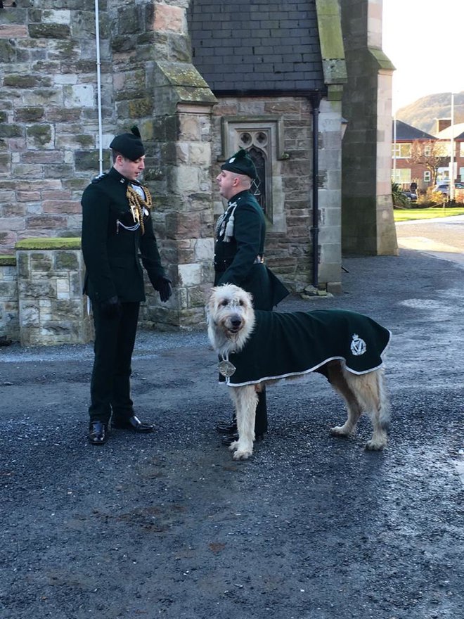 Med največje pse spada irski volčji hrt, ki je tudi maskota Kraljevega irskega regimenta Severne Irske. FOTO: Marija Bračković
