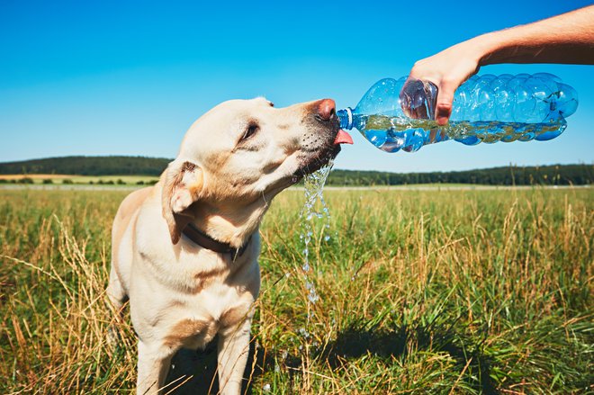 Poskrbimo, da redno pijemo, najbolje hladno vodo. FOTO: Getty Images