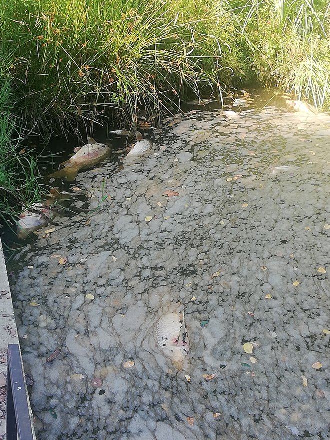 Nepobrane mrtve ribe v zamuljenem rokavu Lisjakove struge FOTO: OSTE BAKAL