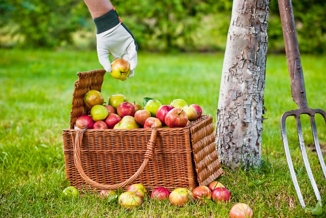 Na Primorskem je že v teku prvo obiranje zgodnjih sort jabolk. Foto: Shutterstock